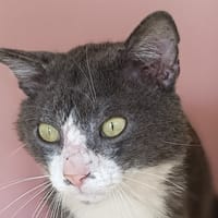 Sprat, chat à adopter