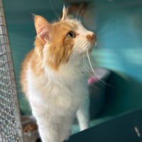 PROSPER, chat à adopter