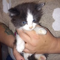 Bella (réservée), chatte à adopter