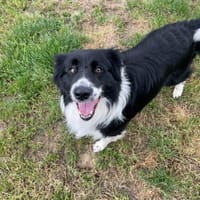 LASSO, chien à adopter