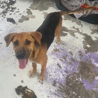 Camila (réservée), chienne à adopter