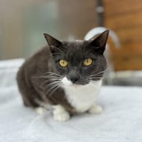 Gratouille, chat à adopter