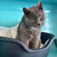 TIGROU, chat à adopter