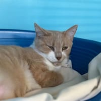 SEQUOIA, chat à adopter