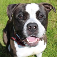 Marty, chien à adopter