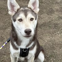 AIKO PAA24229, chien à adopter