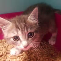 TORNADE, chatte à adopter