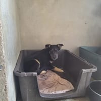 LILITH, chienne à adopter