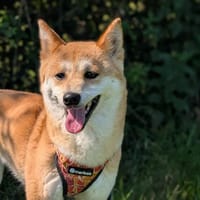 TIKA, chienne à adopter