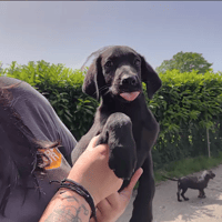 Sunny, chien à adopter