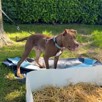 Alaska, chien à adopter