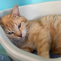 SPIROU, chat à adopter