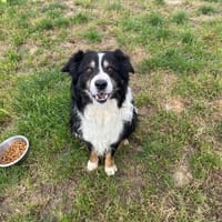 STAN, chien à adopter