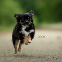 Fleur, chienne à adopter