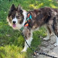 GASTON, chien à adopter