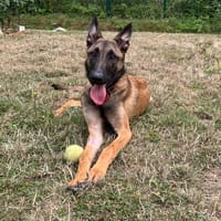 TWIX PAA24230, chien à adopter