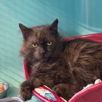SALEM, chat à adopter