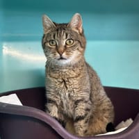 DUDUCHE, chatte à adopter