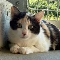 Rama, chatte à adopter