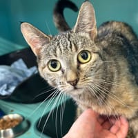 VICTOIRE, chatte à adopter