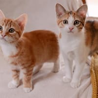 CANELLE PAB28658 DUO AVEC PRALINE 28659, chatte à adopter