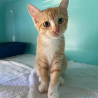 JAVA, chatte à adopter