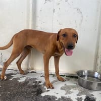 ARAGORN, chien à adopter
