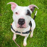 LEPSIE, chienne à adopter