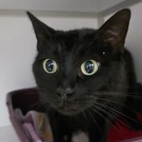 Maya, chatte à adopter