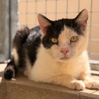 FRANKY, chat à adopter