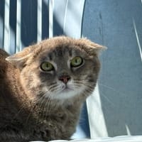 BUZZ, chatte à adopter