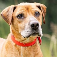 MARCUS, chien à adopter