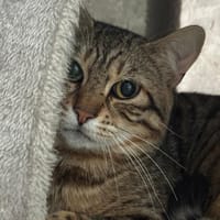 Coco, chat à adopter