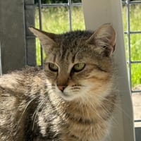 Claire, chatte à adopter