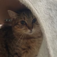 Marie, chatte à adopter