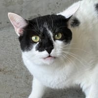 Freeway, chat à adopter
