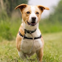 TACOS, chien à adopter