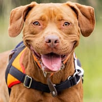 MIA 2, chienne à adopter