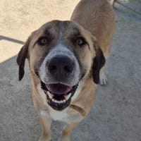 MANNY, chien à adopter