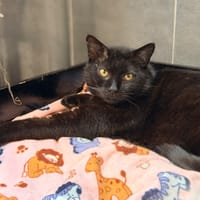 VICO, chat à adopter