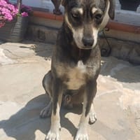 ZEUS, chien à adopter