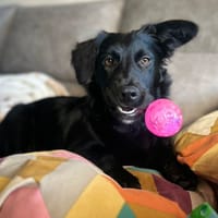 NICO, chien à adopter