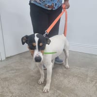 BENJI, chien à adopter