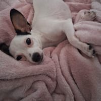 Betsy la douce, chienne à adopter
