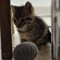 Popy, chat à adopter
