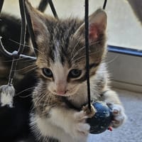 Pompon, chat à adopter