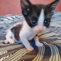 Groseille, chat à adopter