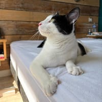 Milo, chat à adopter