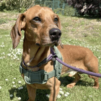 Alan, dog to adopt