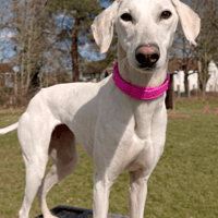 Lady Sadie, female dog to adopt